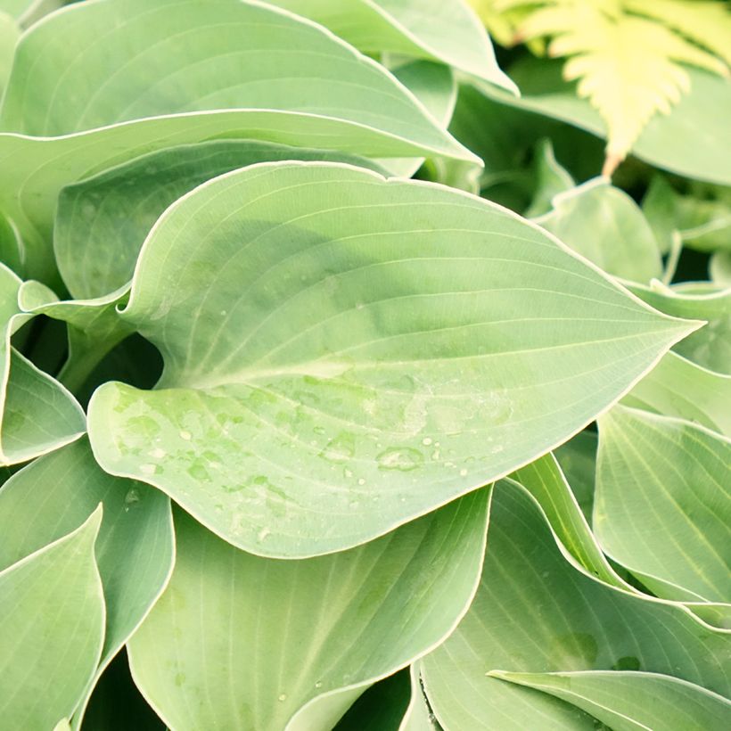 Hosta Blue Cadet (Folhagem)