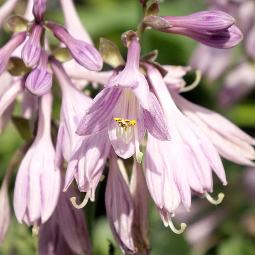 Hosta Blue Cadet (Floração)