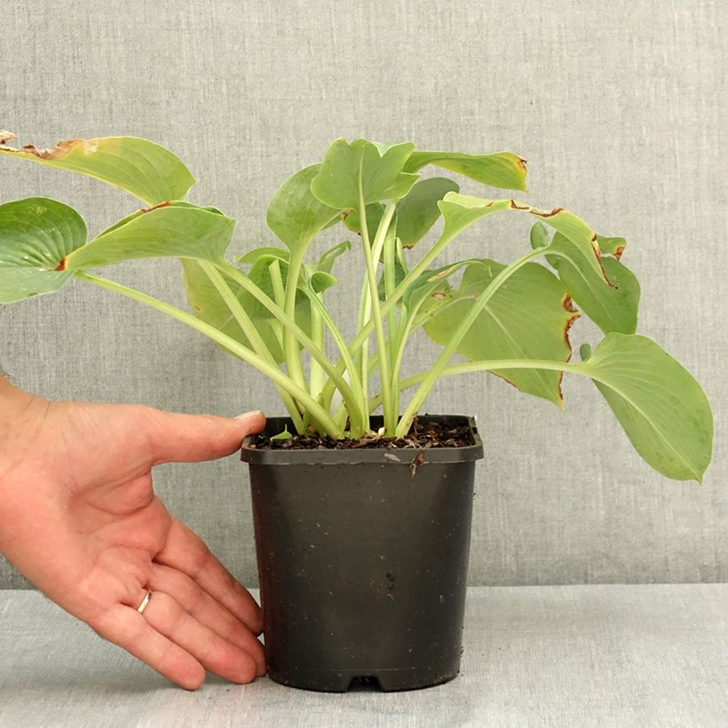 Amostra de Hosta Blue Cadet Vaso de 1,5 L/2 L tal como entregue no verão