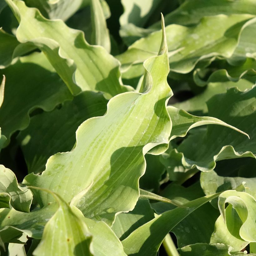 Hosta Blue Cascade (Folhagem)