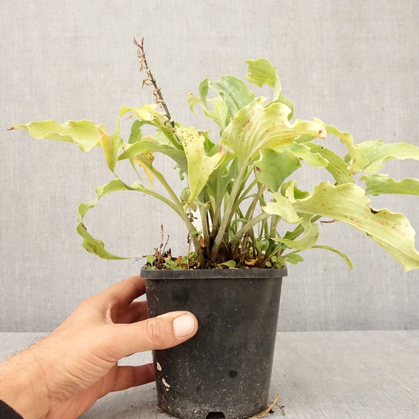 Amostra de Hosta Blue Cascade Vaso de 1,5 L/2 L tal como entregue no outono