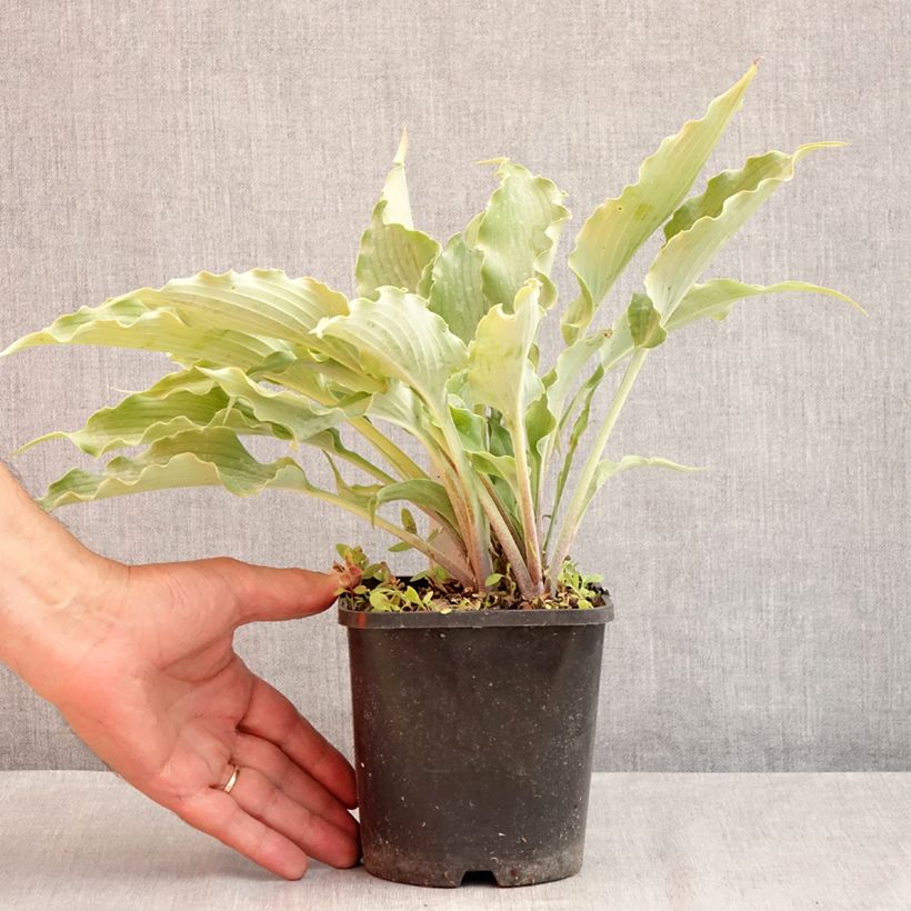 Amostra de Hosta Blue Cascade Vaso de 1,5 L/2 L tal como entregue no verão