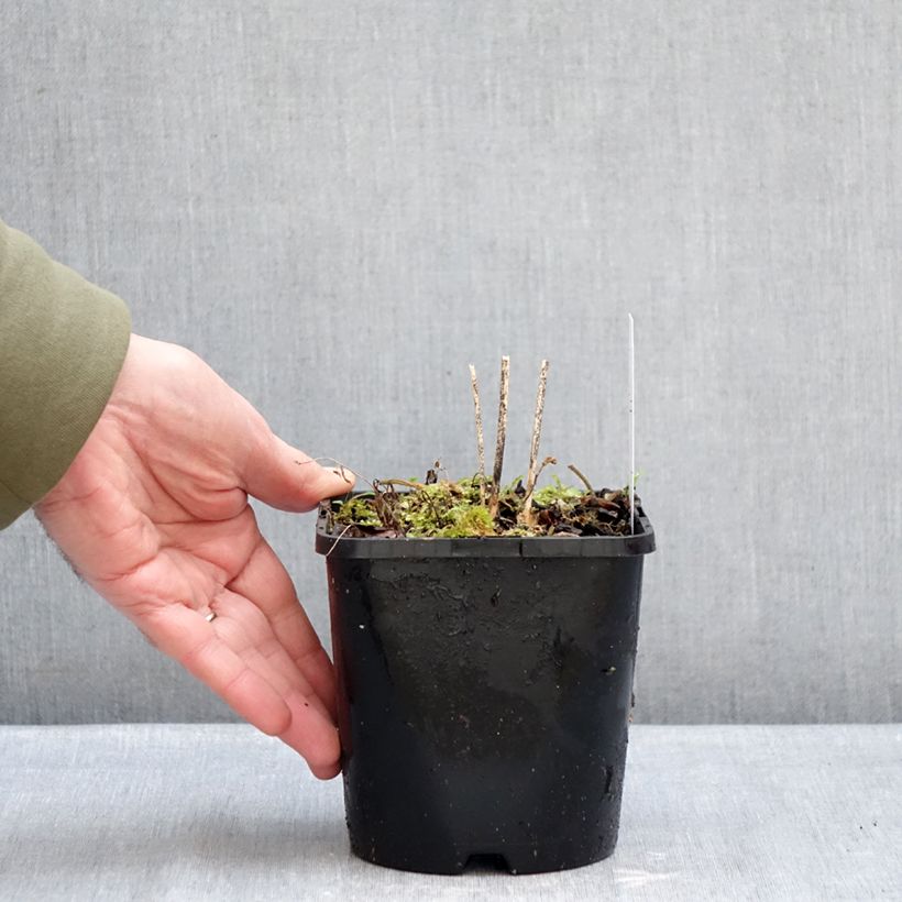 Amostra de Hosta Blue Cascade Vaso de 1,5 L/2 L tal como entregue no inverno