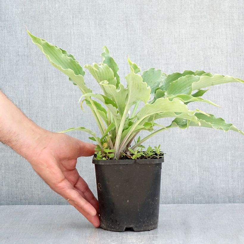 Amostra de Hosta Blue Cascade Vaso de 1,5 L/2 L tal como entregue na primavera
