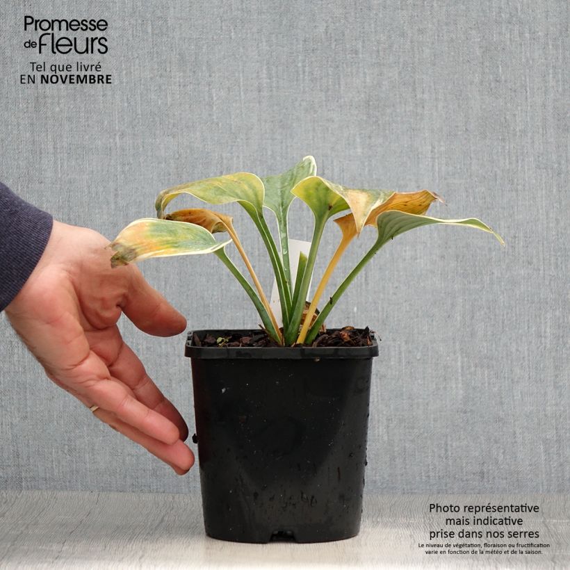 Amostra de Hosta Blue Flame Vaso de 1,5 L/2 L tal como entregue no outono