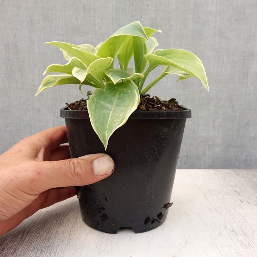Amostra de Hosta Blue Flame Vaso de 1,5 L/2 L tal como entregue no verão