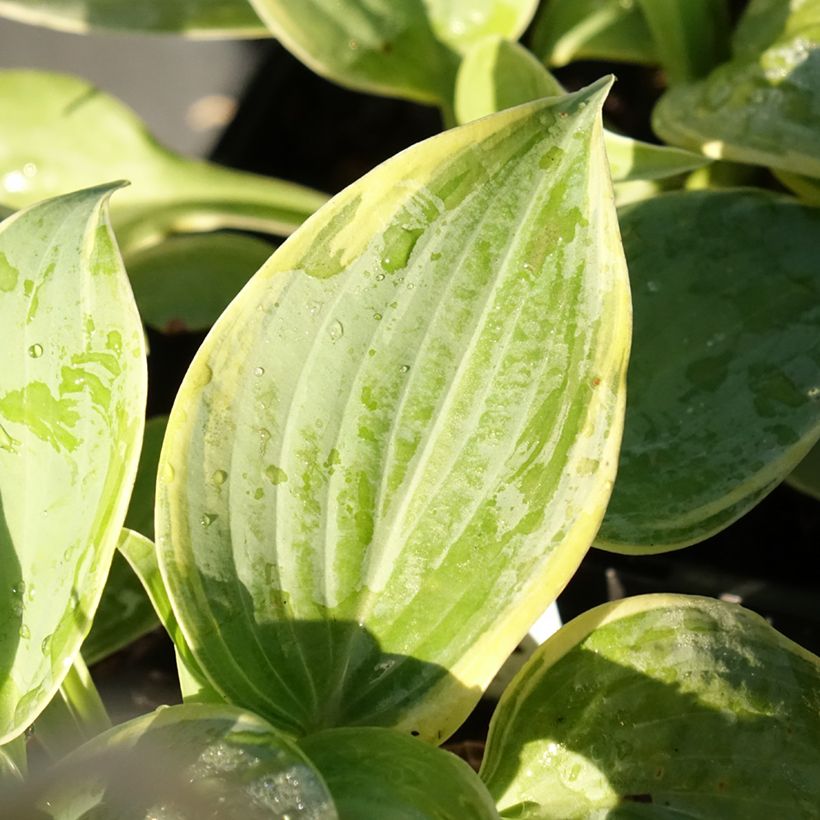 Hosta Blue Flame (Folhagem)