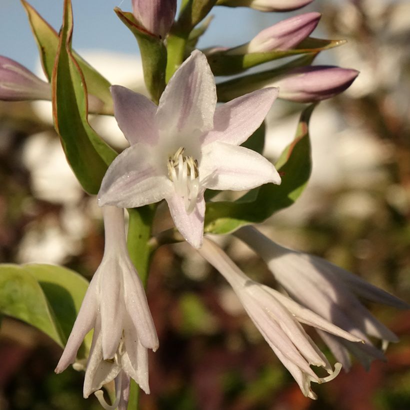Hosta Blue Flame (Floração)