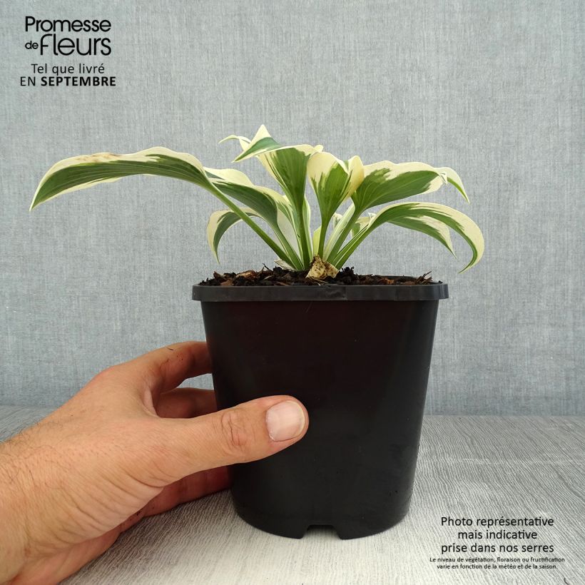 Amostra de Hosta tardiana Blue Ivory Vaso de 1,5 L/2 L tal como entregue no verão