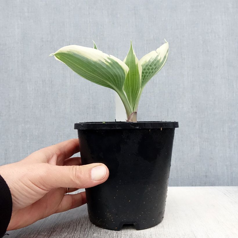 Amostra de Hosta tardiana Blue Ivory Vaso de 1,5 L/2 L tal como entregue na primavera