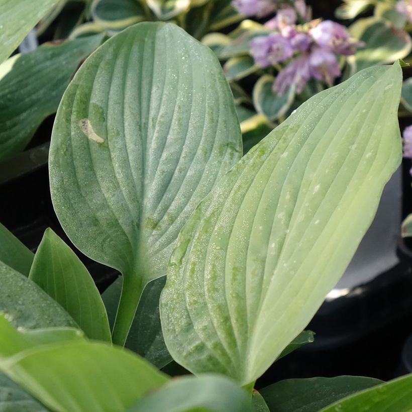 Hosta Blue Mammoth (Folhagem)