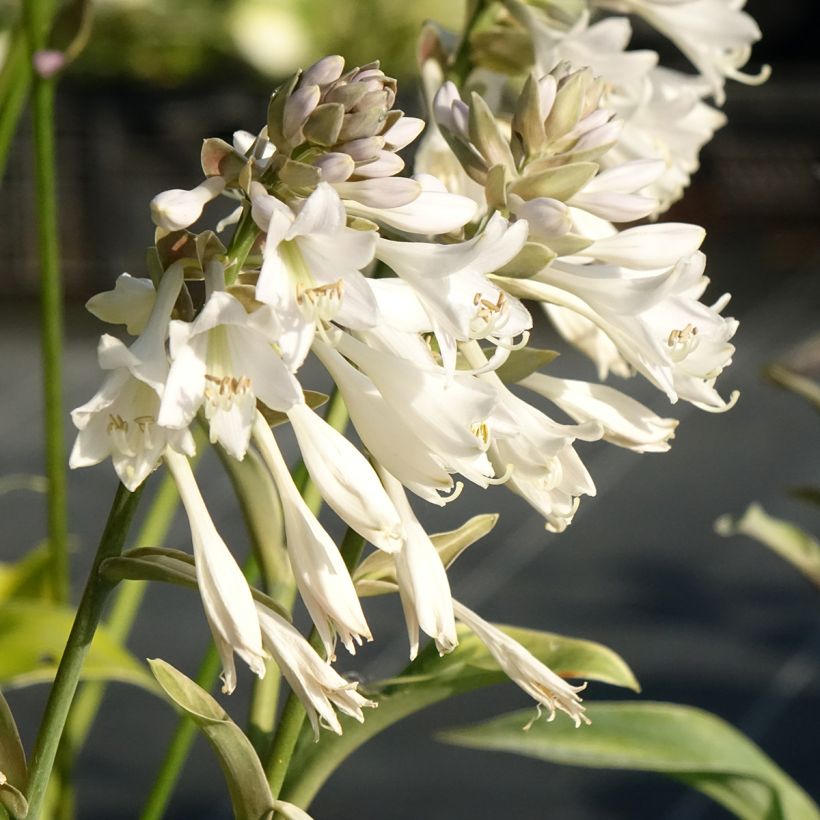 Hosta Blue Mammoth (Floração)