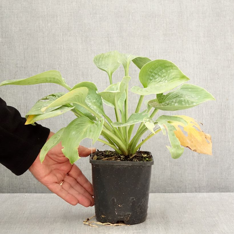 Amostra de Hosta Blue Mammoth Vaso de 1,5 L/2 L tal como entregue no outono