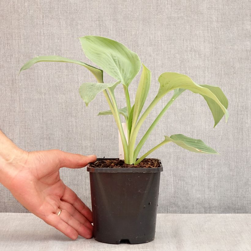 Amostra de Hosta Blue Mammoth Vaso de 1,5 L/2 L tal como entregue no verão