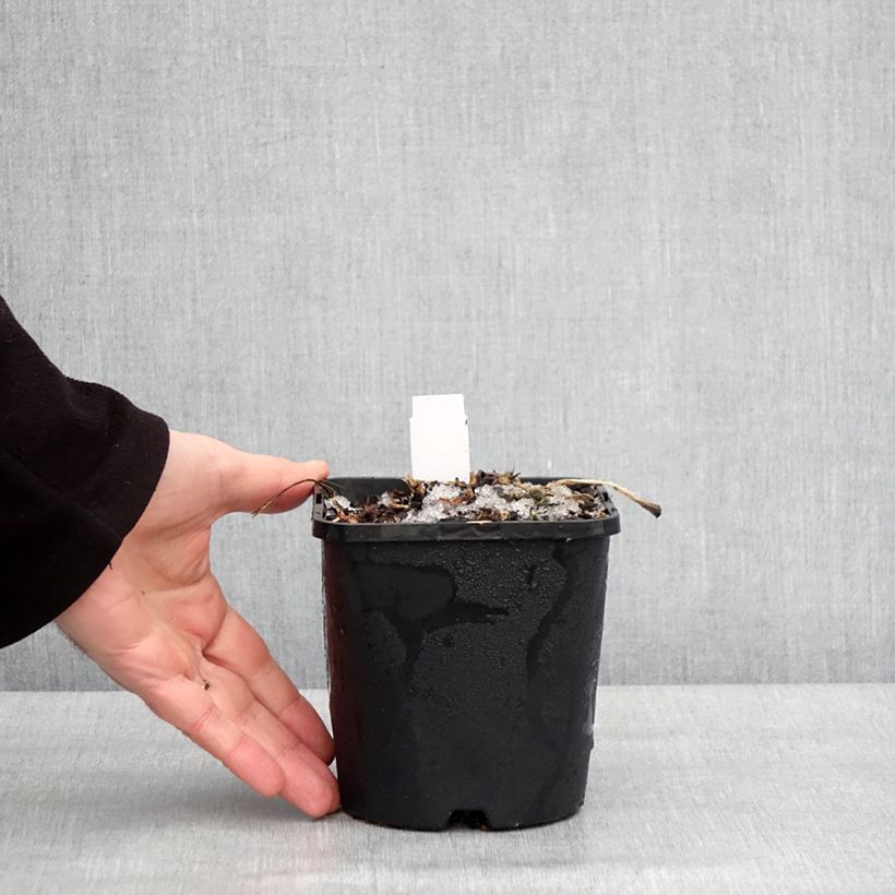 Amostra de Hosta Blue Mammoth Vaso de 1,5 L/2 L tal como entregue no inverno