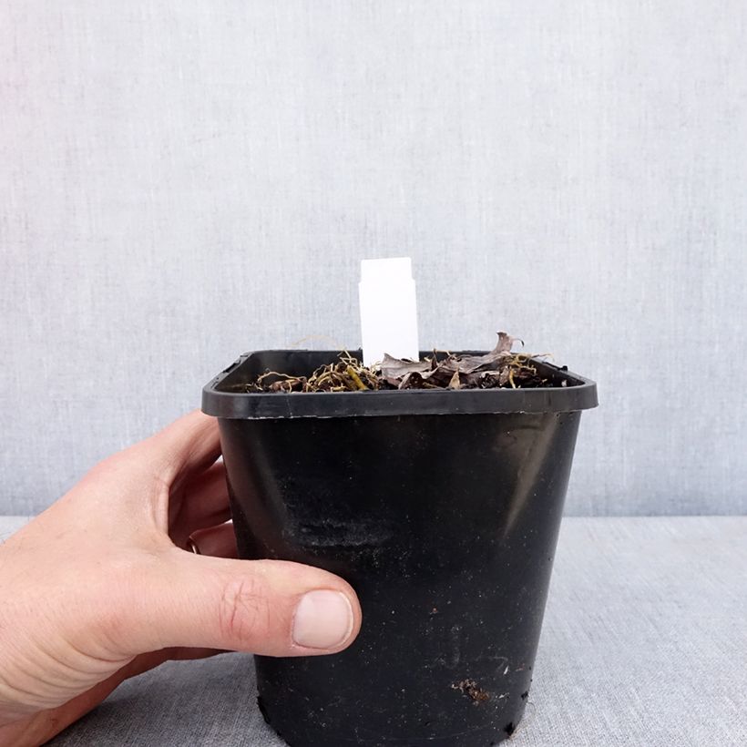 Amostra de Hosta Blue Mammoth Vaso de 1,5 L/2 L tal como entregue na primavera