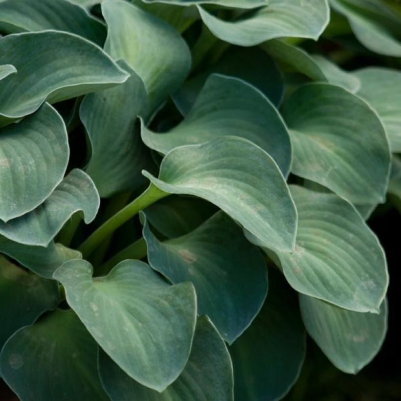 Hosta Blue Mouse Ears (Folhagem)