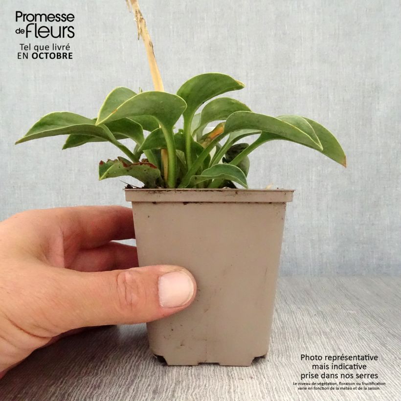 Amostra de Hosta Blue Mouse Ears Vaso de 8/9 cm tal como entregue no outono