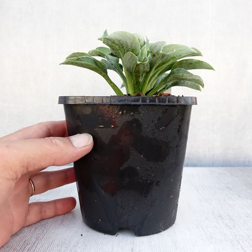 Amostra de Hosta Blue Mouse Ears Vaso de 1,5 L/2 L tal como entregue no verão