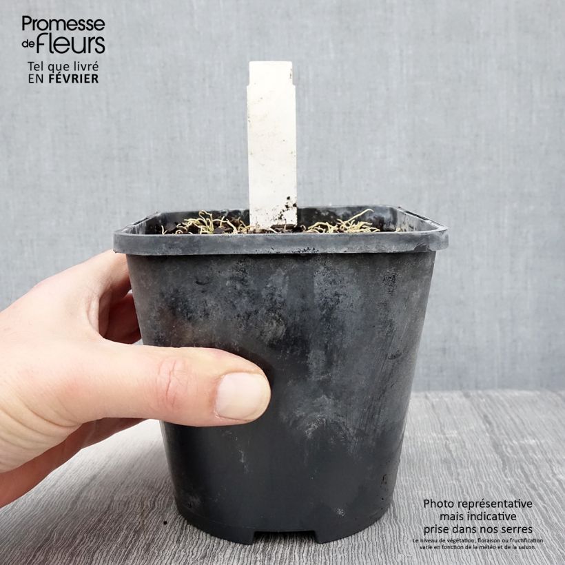 Amostra de Hosta Blue Mouse Ears Vaso de 1,5 L/2 L tal como entregue no inverno