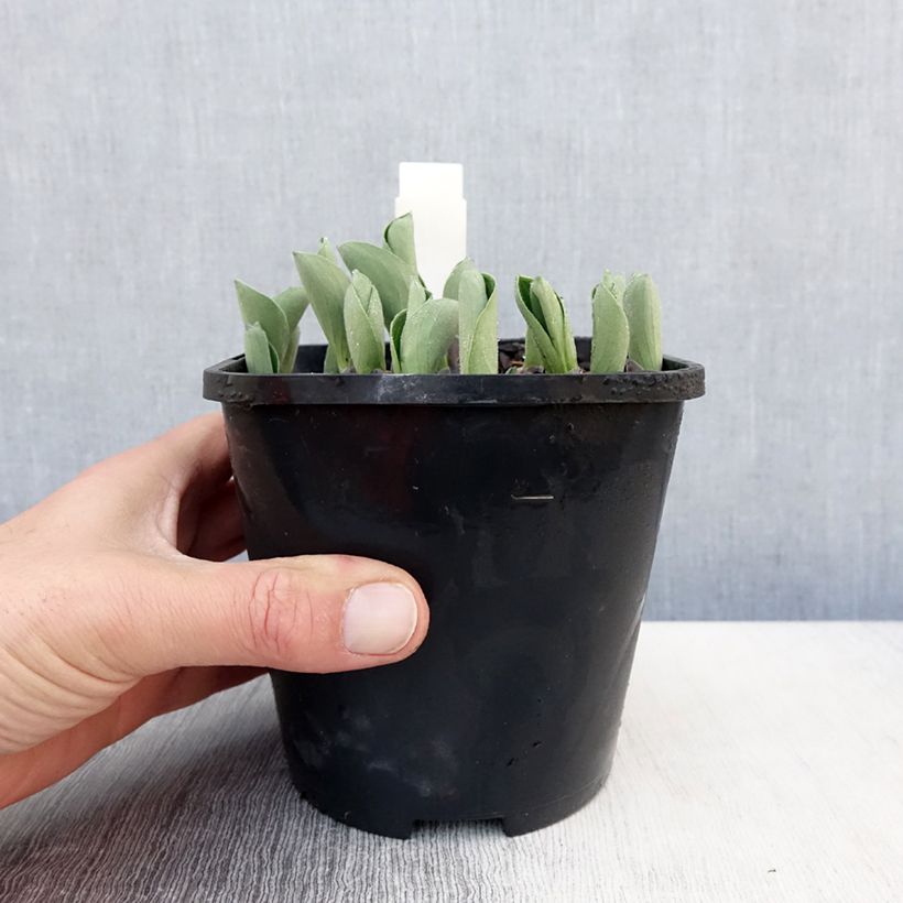 Amostra de Hosta Blue Mouse Ears Vaso de 1,5 L/2 L tal como entregue na primavera