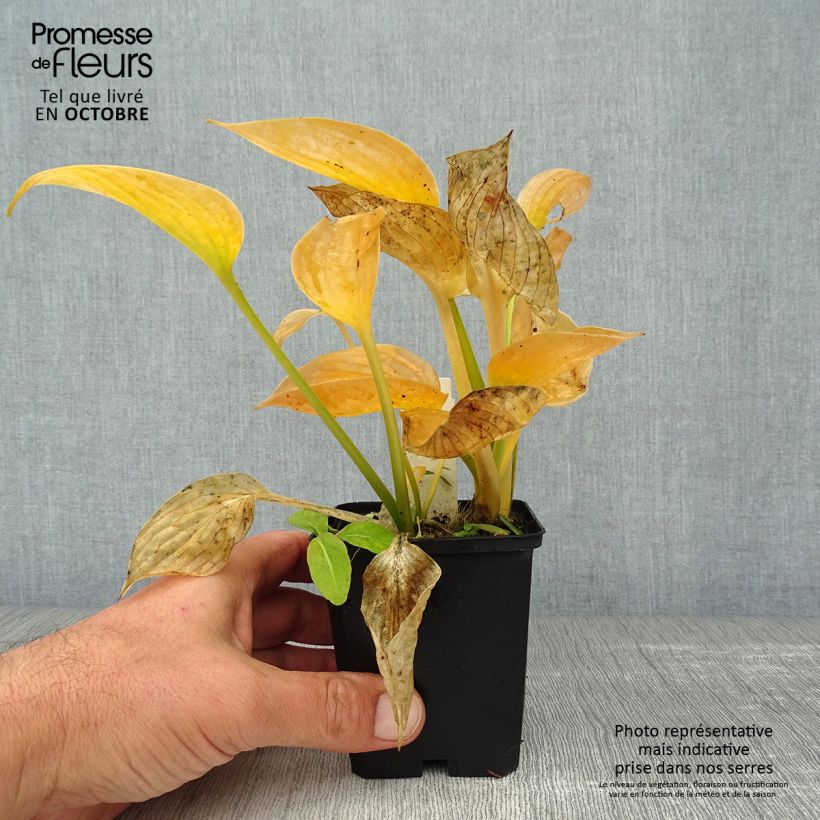 Amostra de Hosta Blue Umbrellas Vaso de 8/9 cm tal como entregue no outono