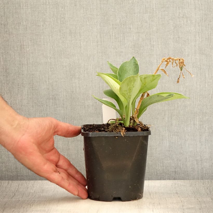 Amostra de Hosta sieboldiana Blue Vision Vaso de 1,5 L/2 L tal como entregue no verão