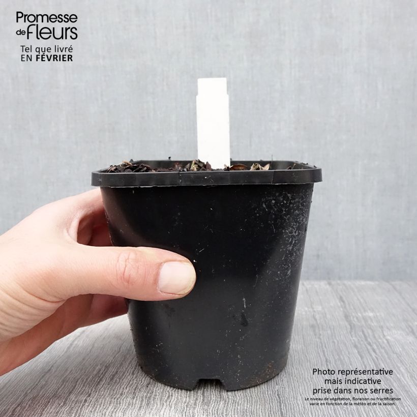 Amostra de Hosta sieboldiana Blue Vision Vaso de 1,5 L/2 L tal como entregue no inverno