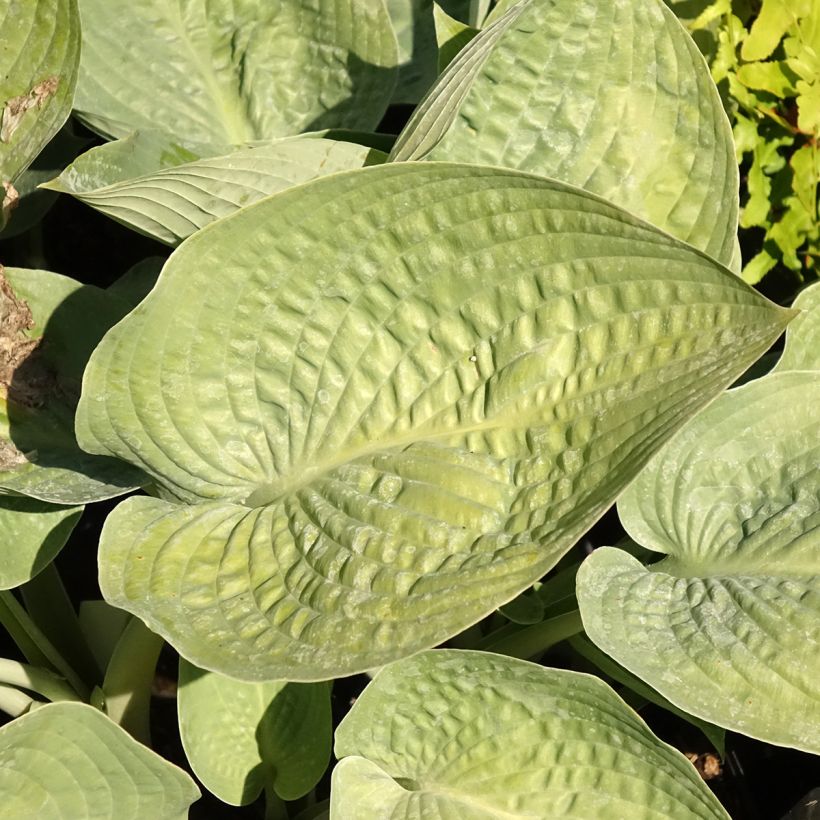 Hosta sieboldiana Blue Vision (Folhagem)