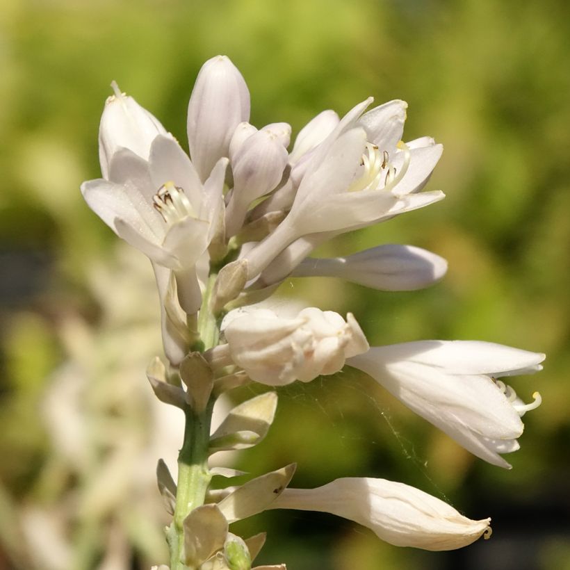 Hosta sieboldiana Blue Vision (Floração)