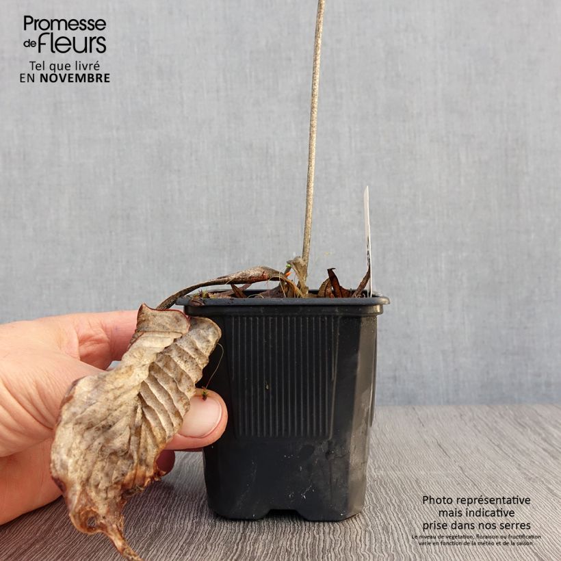 Amostra de Hosta Bressingham Blue Vaso de 8/9 cm tal como entregue no outono