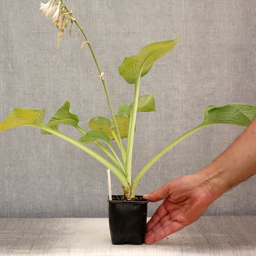 Amostra de Hosta Bressingham Blue Vaso de 8/9 cm tal como entregue no verão