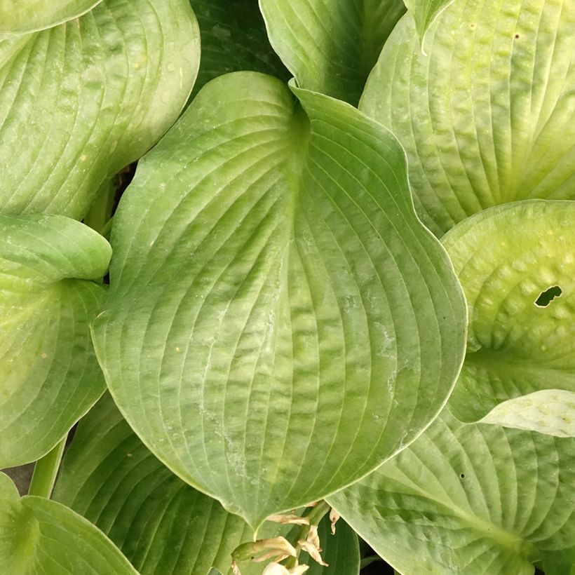 Hosta Bressingham Blue (Folhagem)