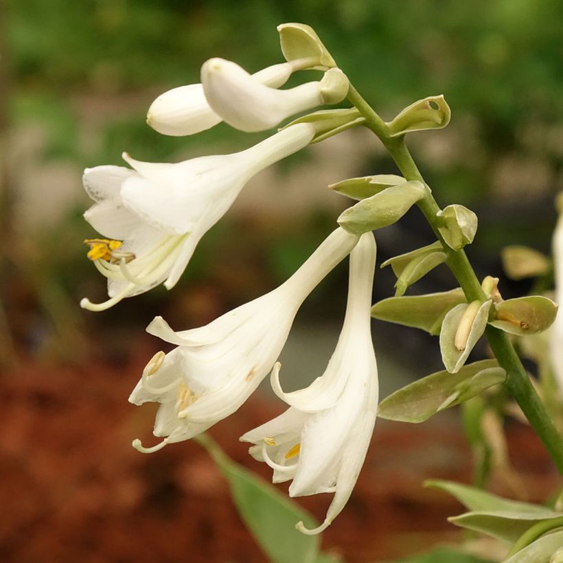 Hosta Bressingham Blue (Floração)