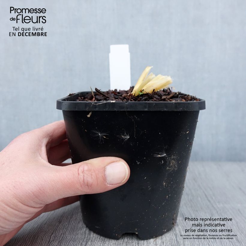 Amostra de Hosta Bridal Falls Pot de 1,5L/2L tal como entregue no outono