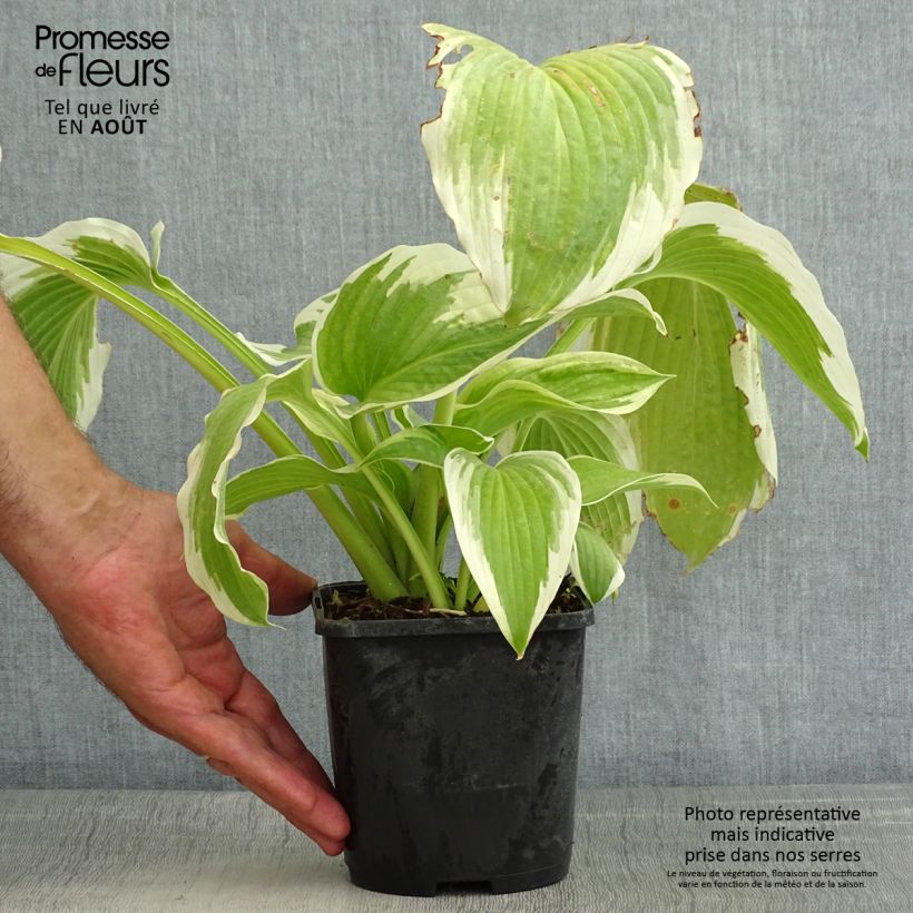Amostra de Hosta Bridal Falls - Funkia Vaso de 1,5 L/2 L tal como entregue no verão