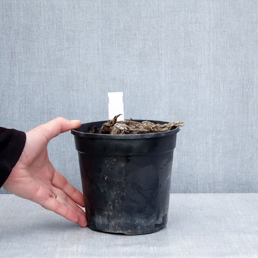 Amostra de Hosta Bridal Falls Pot de 1,5L/2L tal como entregue no inverno