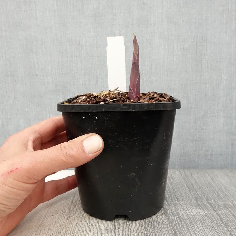 Amostra de Hosta Bridal Falls Vaso de 1,5 L/2 L tal como entregue na primavera