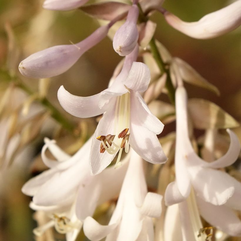 Hosta Bridal Falls - Funkia (Floração)