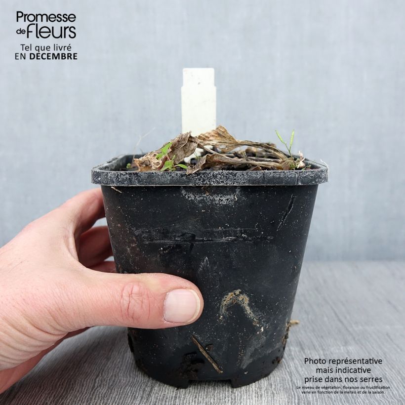 Amostra de Hosta Broad Street Pot de 1,5L/2L tal como entregue no outono