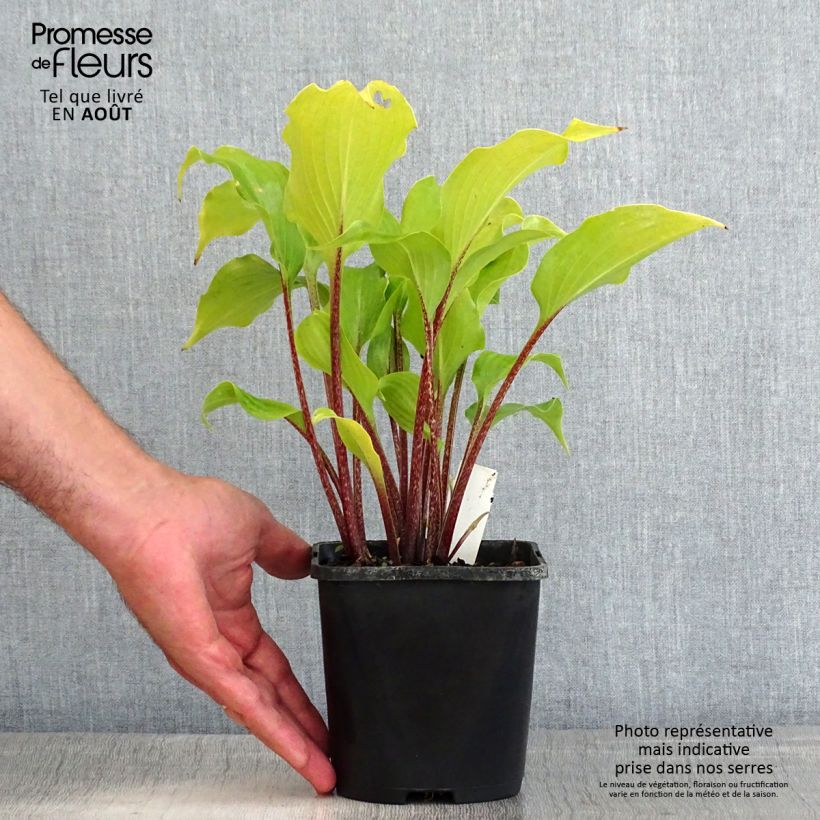 Amostra de Hosta Broad Street - Funkia Vaso de 1,5 L/2 L tal como entregue no verão
