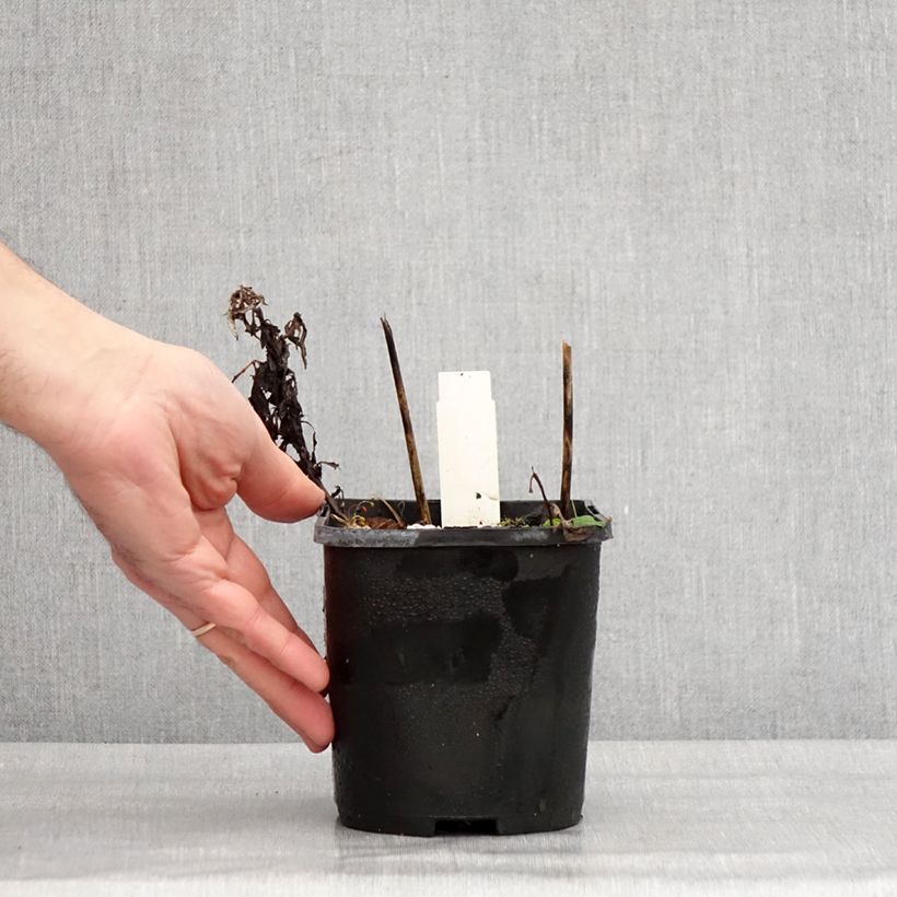 Amostra de Hosta Broad Street Vaso de 1,5 L/2 L tal como entregue no inverno