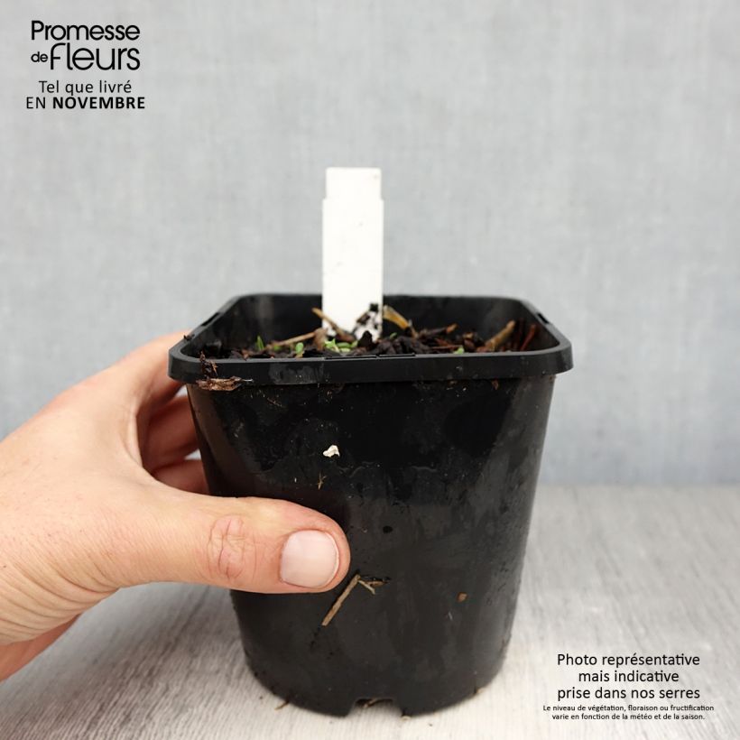 Amostra de Hosta Broadway Vaso de 1,5 L/2 L tal como entregue no outono