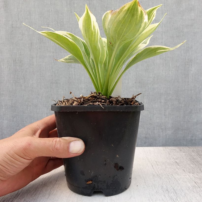 Amostra de Hosta Broadway Vaso de 1,5 L/2 L tal como entregue no verão