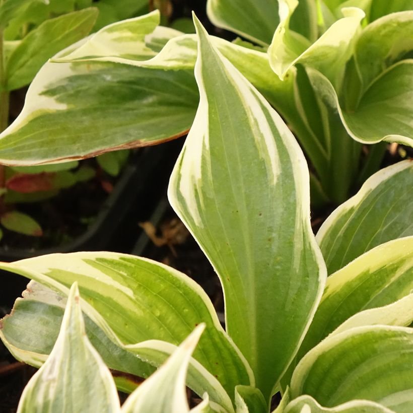 Hosta Broadway (Folhagem)