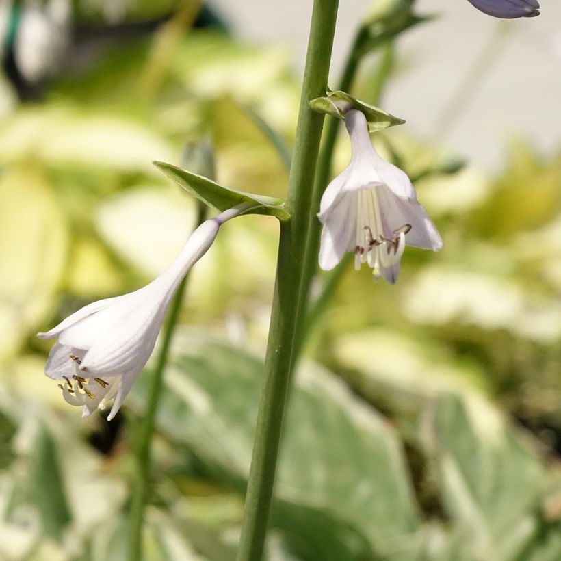 Hosta Broadway (Floração)