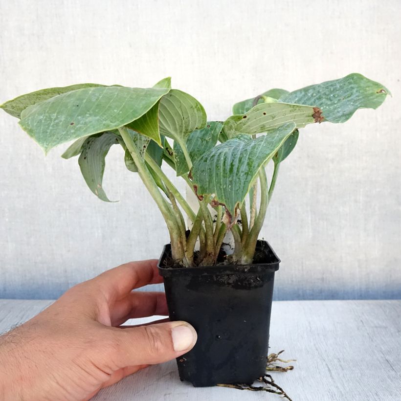 Amostra de Hosta Canadian Blue Vaso de 8/9 cm tal como entregue no verão