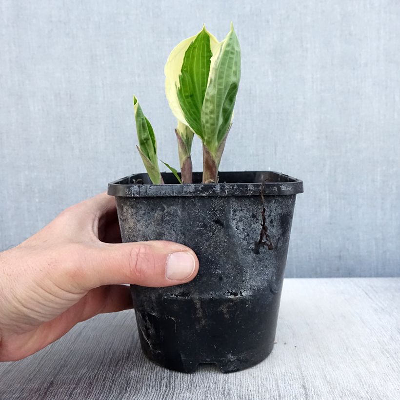 Amostra de Hosta Captain's Adventure Vaso de 1,5 L/2 L tal como entregue na primavera