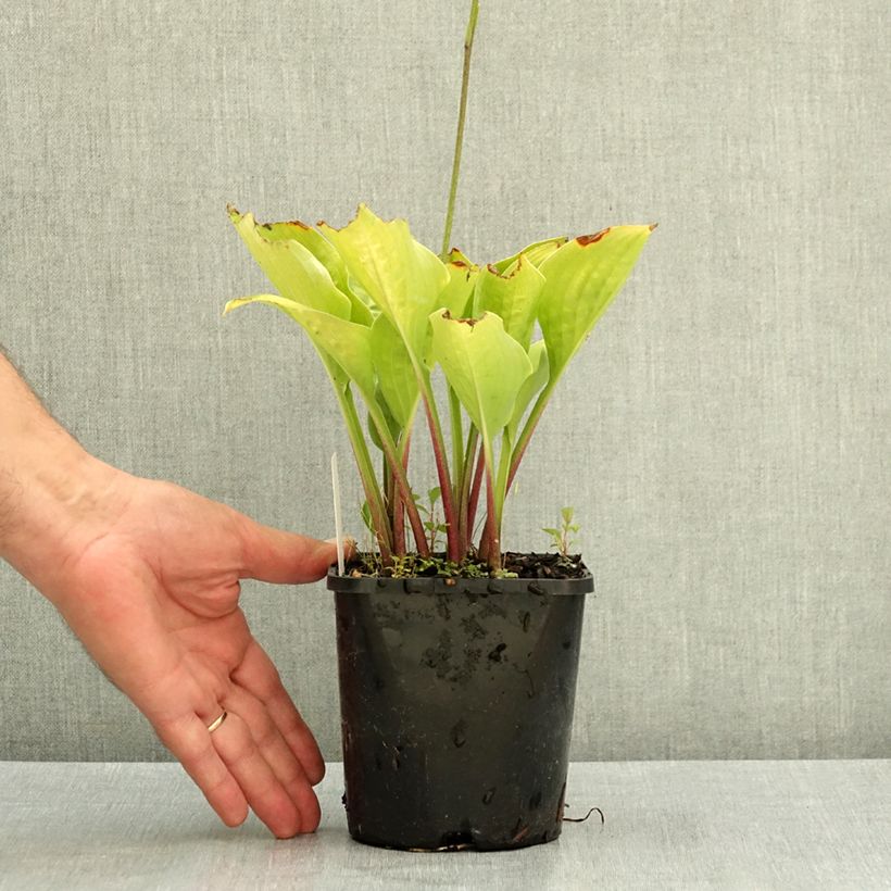 Amostra de Hosta Celtic Uplands Vaso de 1,5 L/2 L tal como entregue no verão