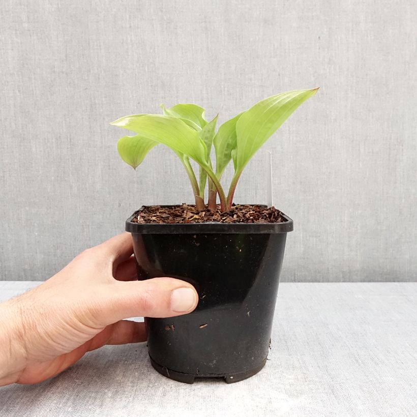 Amostra de Hosta Celtic Uplands Vaso de 1,5 L/2 L tal como entregue na primavera